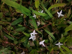 Diodia