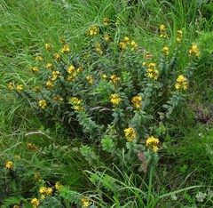 Hypericum hirsutum