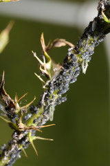 Aphis fabae cirsiiacanthoidis