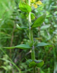 Hypericum hirsutum