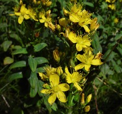 Hypericum hirsutum