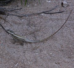 Amphibolurinae