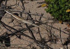 Amphibolurinae