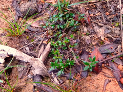 Xanthosia tasmanica