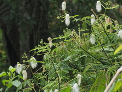 Zapoteca portoricensis