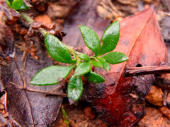 Xanthosia tasmanica