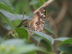 Symbrenthia hypselis