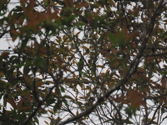 Chloropsis sonnerati