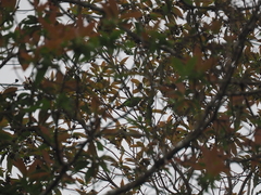 Chloropsis sonnerati