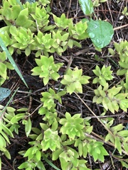 Sedum sarmentosum