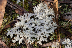 Pulchrocladia retipora