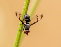 Herina lacustris