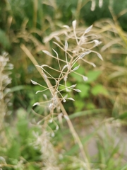Capsella bursa-pastoris