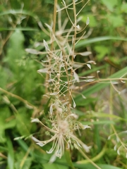 Capsella bursa-pastoris