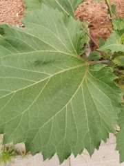 Cyclachaena xanthiifolia