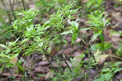 Rauvolfia serpentina
