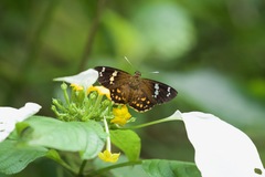 Celaenorrhinus patula