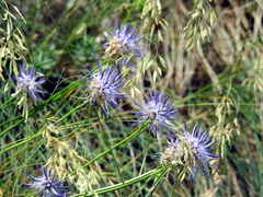 Phyteuma scheuchzeri