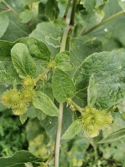 Arctium minus