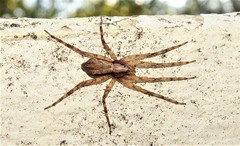 Ornodolomedes
