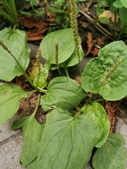 Plantago major