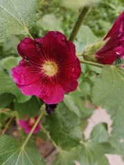 Alcea rosea