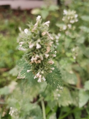 Nepeta cataria