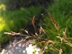 Agrostis canina