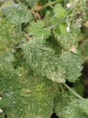 Nepeta cataria