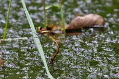 Anaciaeschna martini