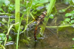 Anaciaeschna martini