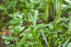 Anaciaeschna martini