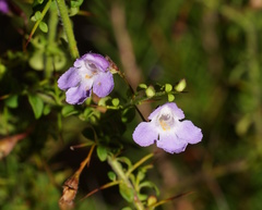 Prostanthera spinosa