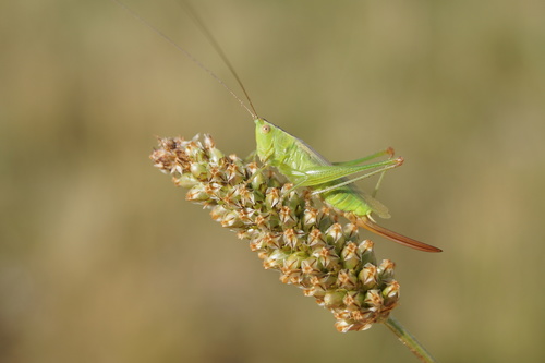 Long-winged Conehead