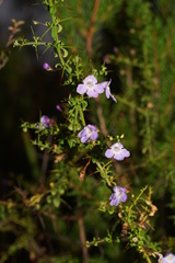 Prostanthera spinosa