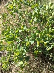 Euphorbia lurida