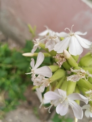 Saponaria officinalis