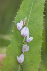 Astragalus sulcatus