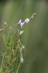 Astragalus sulcatus