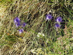 Phyteuma scheuchzeri
