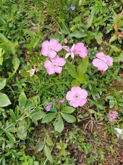 Dianthus alpinus