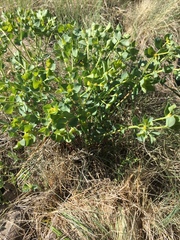 Euphorbia lurida