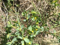 Euphorbia lurida