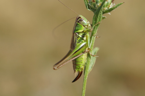 Roesel's Bush-cricket