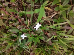 Diodia