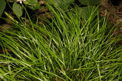 Carex remota