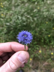 Jasione