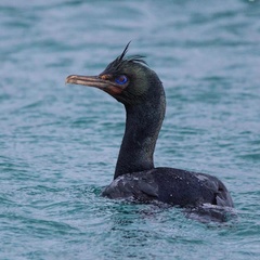Otago Shag photo 4