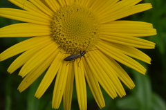 Oedemera pthysica