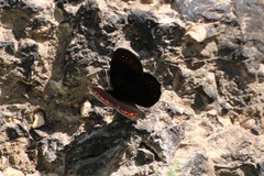 Erebia styx